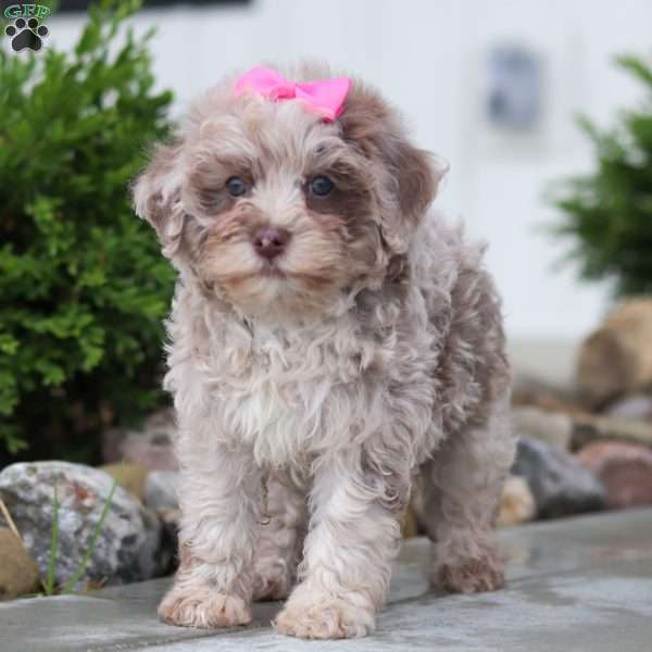 Sugar, Havapoo Puppy